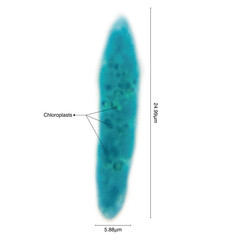 Euglena is a single-celled flagellar eukaryotic organism that intervenes between animals and plants. They are usually found in large numbers in quiet inland waters.Magnify 600x