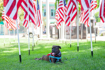 Patriotic dog relaxing in a park with American flags