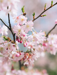 Close-up of a Cherry Blossom Blooming on A Tree Branch