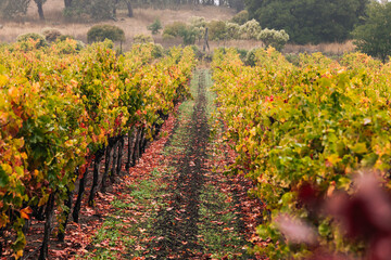 Rows of grape vines with yellow leaves in the fall