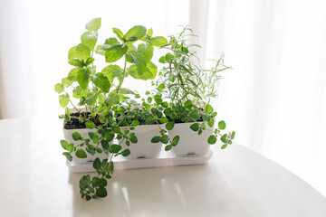 Herb garden in white planter on a glossy table