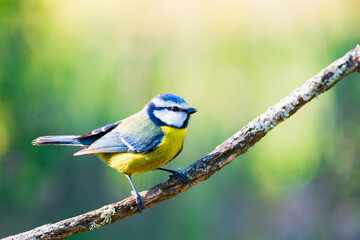 Cyanistes caeruleus or  Herrerillo Comun on a branch