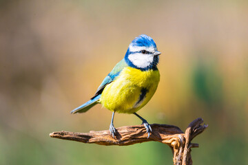 Fototapeta premium Cyanistes caeruleus or Herrerillo Comun on a branch