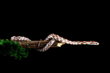 a corn snake slithered on a tree branch