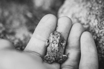 American Toad in a Human Hand as Viewed from Above