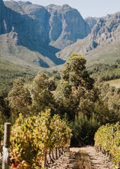 Vineyard Mountain Views in South Africa