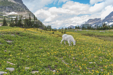 Mountain goat grazing in a vibrant alpine meadow.