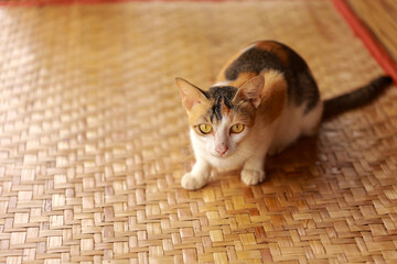The Burmese Native Cat, or Myanmar Healthy Cat, boasts a beautiful coat blending shades of grey,...