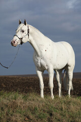 Beautiful appallosa stallion with western halter