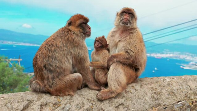 Beautiful family of three monkeys in Gibraltar against a colorful backdrop