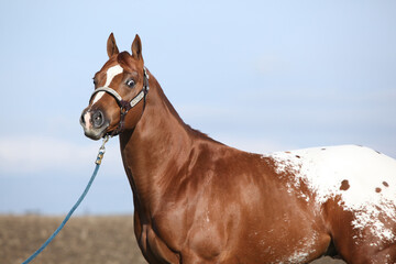 Beautiful appallosa stallion with western halter