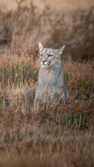 Obraz premium Puma in Torres del Paine National Park, Patagonia, Chile