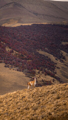 Guanaco (Lama guanicoe) in National Park Torres del Paine, Patagonia, Magallanes Region, Chile © Wirestock