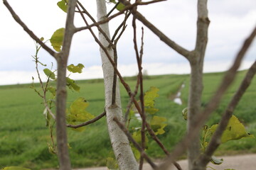 Unscharfes Feld zwischen Zweigen