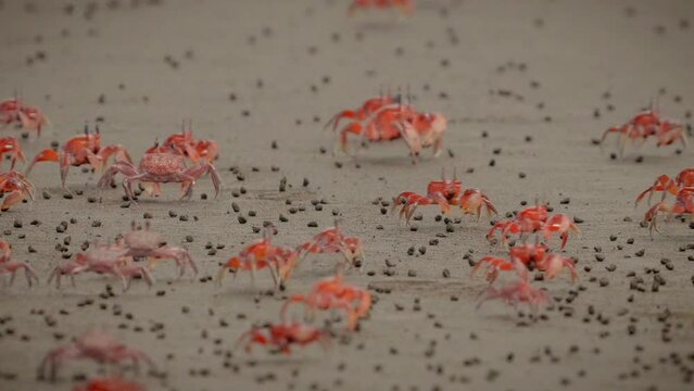 A sea of crabs walk fast on the sand looking for food
