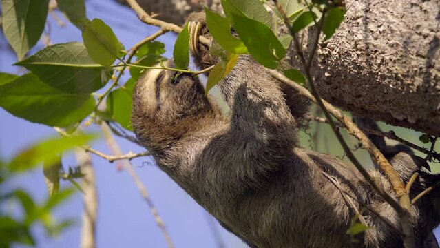 Three-toed sloth eats from a branch while hanging from the tree. The sun shines on his face