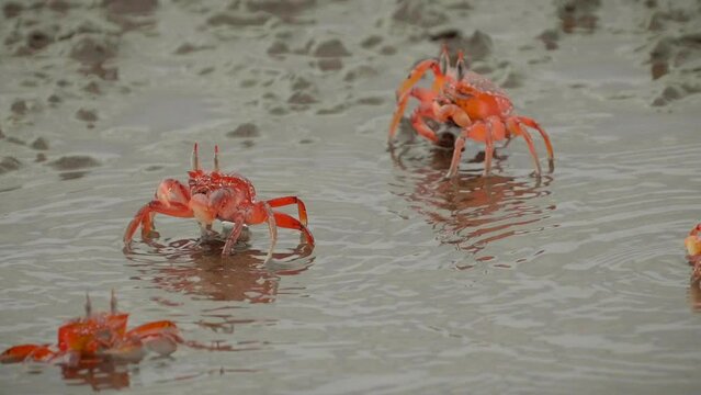Red crabs walk on sea water and eats a lot