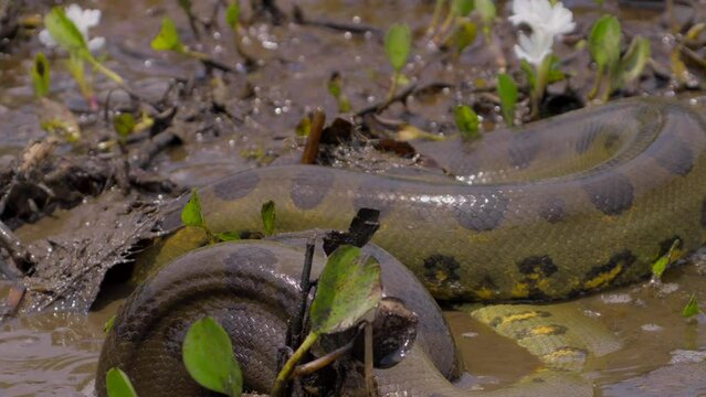 A giant muddied anaconda unfolds and spits out some of its food