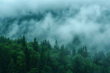 Fog in the mountains with coniferous trees in the foreground