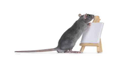 Cute little blue rat standing side ways with front paws on litttle white empty canvas on a wooden...