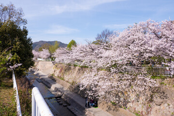 Fototapeta na wymiar 妙法寺川の桜並木