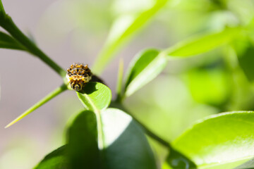 little larva of swallowtail butterfly on a lemon tree, close up