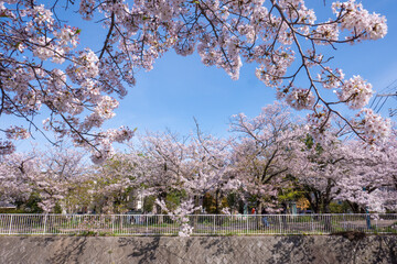 妙法寺川の桜並木