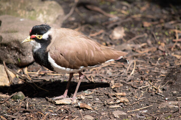 the lapwing has a black cap and broad white eye-stripe, with a yellow eye-ring and bill and a small...