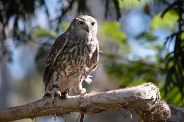 The barking owl has bright yellow eyes and no facial-disc. Upperparts are brown or greyish-brown, and the white breast is vertically streaked with brown.