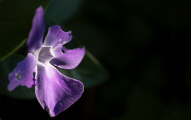 Close-up of the purple Vinca minor flower or periwinkle lit by the sun, dark background. Copy space