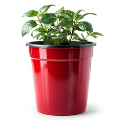 Plant in red pot isolated on white background,  Clipping path