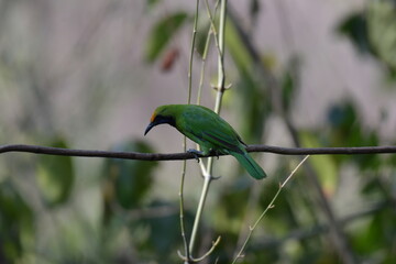 Golden-fronted Leafbird