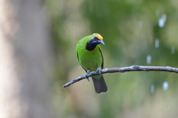 Golden-fronted Leafbird