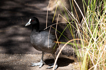 The Eurasian coot is a black sea bird with a white frontal shield