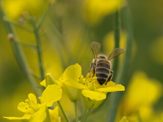 Honey bee in the rapeseed field