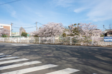 妙法寺川の桜並木