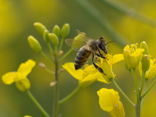 Honey bee in the rapeseed field