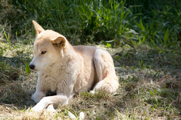 Fototapeta premium Dingos are a dog-like wolf. Dingos have a long muzzle, erect ears and strong claws. They usually have a ginger coat and most have white markings on their feet, tail tip and chest.