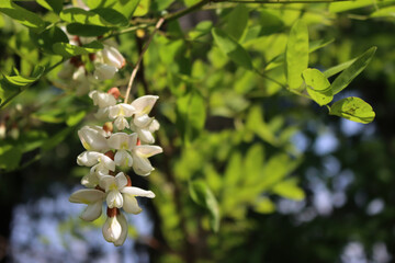 Black locust white flowers on branches on a sunny day. Robinia pseudoacacia tree in bloom on springtime 