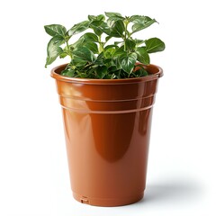 Plant in pot isolated on white background,   illustration