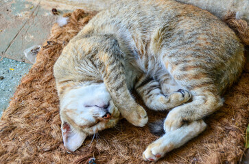 Sleeping cat