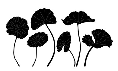 Cosmetic and medical plant.. herbal gotu kola silhouette vector. Pennywort. gotu kola leaves design. thankuni pata.silhouette vector isolated on white. Centella asiatica. 