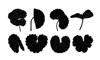 Gotu Kola. Pennywort. Cosmetic and medical plant. Flat silhouette vector isolated on white.  Centella asiatica.