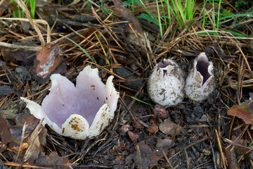 Sarcosphaera coronaria mushroom in the needles. Known as pink crown. Poisonous purple mushrooms in pine forest.