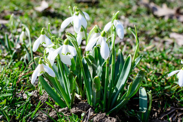 Small and delicate white snowdrop spring flowers in full bloom in forest in a sunny spring day, blurred background with space for text, top view or flat lay of beautiful flowers.