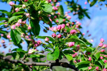 Branch with many delicate small pink apple tree flower buds and green leavesin a gardenor orchard in a sunny spring day, beautiful Japanese blossoms floral background, sakura.