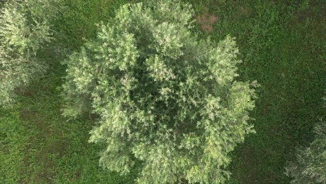 Slow motion of the drone in a circle above the olive trees. Circular flight over an olive tree, top view. Olive trees on green grass, top view. Olive tree plantation aerial view.
