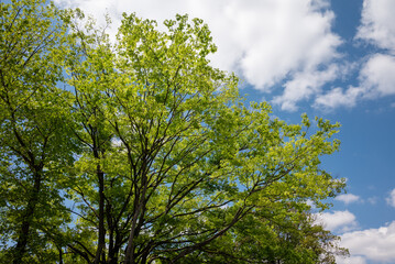 Fototapeta premium 公園の樹木の若葉
