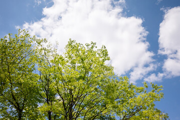 公園の樹木の若葉
