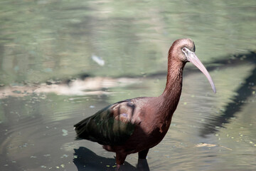 The glossy ibis neck is reddish-brown and the body is a bronze-brown with a metallic iridescent...